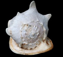大型貝殻　トウカムリ貝　アクアリウム　千年貝 天然貝 大きい貝 置き物　巻き貝　_画像6