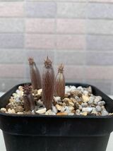 ②パキポディウム ウィンゾリー　4株セット　Pachypodium baronii var. windsorii_画像2