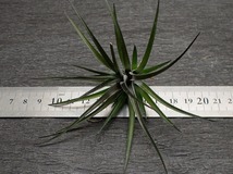 Tillandsia montana 'Purple' チランジア・モンタナ パープル●エアプランツ★第四種送料無料★税別1円～!!_画像3