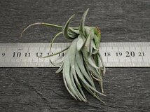 Tillandsia minasgeraisensis チランジア・ミナスジェライセンシス■エアプランツ★第四種送料無料★税別1円～!!_画像3