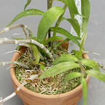 洋蘭 原種 デンドロ Dendrobium (Den.) aphyllum (pierardii) 'Shining Fuji'　デンドロビウム_画像6