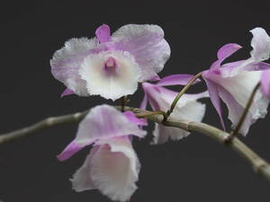 洋蘭 原種 デンドロ Dendrobium (Den.) aphyllum (pierardii) 'Shining Fuji'　デンドロビウム