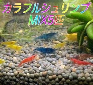 ■５匹 カラフルシュリンプ MIX ■ ヌマエビ カラー アクアリウム シュリンプ メダカ 赤 金魚 チェリー メダカ ミナミヌマエビ 生体 .