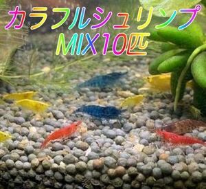■１０匹 カラフルシュリンプ MIX ■ ヌマエビ カラー アクアリウム シュリンプ メダカ 赤 金魚 チェリー メダカ ミナミヌマエビ 生体　、