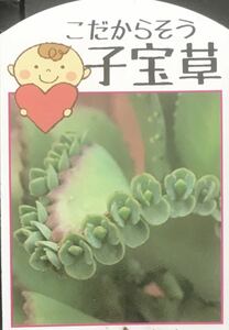 子宝草 苗3株