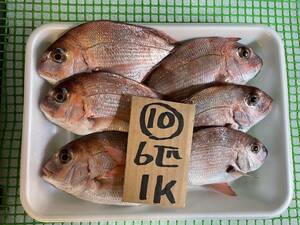 【和歌山産】　天然真鯛　（6匹で約1ｋ）　煮つけ・塩焼き用　冷凍　 10