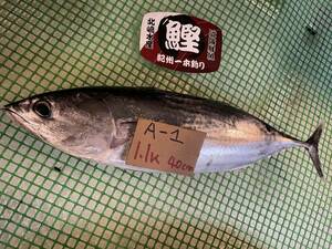 【和歌山産】　スジカツオ（一本釣り）（約1.1ｋ）冷凍　刺身用　A-1