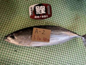 【和歌山産】　スジカツオ（一本釣り）（約1.1ｋ）冷凍　刺身用　A-2