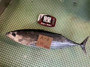 【和歌山産】　スジカツオ（一本釣り）（約1.35ｋ）冷凍　刺身用　A-8