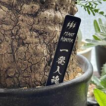 BK02 塊根植物パキポディウムグラキリス 亀甲竜園芸ラベル黒　8枚セット_画像2