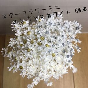 スターフラワーミニ 加工花材 エレガンスホワイト 60本+α