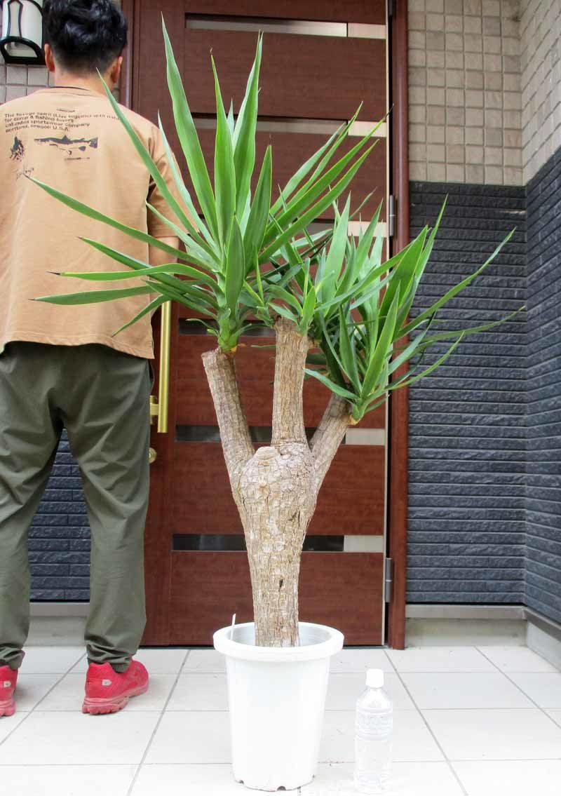 46%割引【大放出セール】 【現品】幹が激太!ユッカ・ファクソニアーナ 12号 kb 植物/観葉植物 インテリア・住まい・小物-ACI.MD 46%割引【大放出セール】 【現品】幹が激太!ユッカ・ファクソニアーナ 12号 kb 植物/観葉植物 インテリア・住まい・小物-ACI.MD