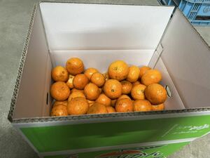 愛媛県中島産 カラマンダリン 家庭用10kg 果物 みかん