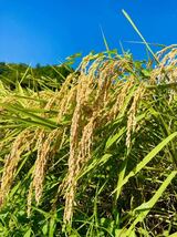 令和3年産【丹波産】コシヒカリ 玄米 -特別栽培米- “星ひかり” 450g_画像2