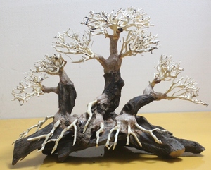 No.12 bonsai driftwood photograph individual W40cm×D20cm×H30cm water plants layout | aqua style You ASY mail order sale 