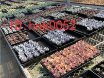 多肉植物 エケベリア レッドベルベット 韓国産苗 25株　 超美苗 サボテン 観葉植物 花 園芸gfd57_画像4