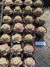 多肉植物 エケベリア レッドベルベット 韓国産苗 10個　 超美苗 サボテン 観葉植物 花 園芸 東京在庫 最短当日出荷gfd57_画像3