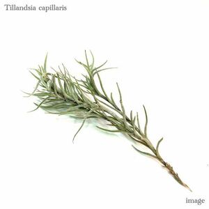 チランジア カピラリス (エアープランツ ティランジア capillaris)