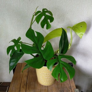 そのまま飾れる♪★ヒメモンステラとポトス(ゴールデン&ライム)の寄せ植え★ブリキの鉢ごと発送
