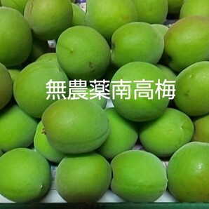 無農薬 南高梅(化学肥料なし)1㎏