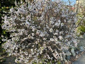 梅桃　ユスラウメ 10本 山桃桜　挿し穂 ■送料無料（桜に似た花）梅桃　バラ科 桜族