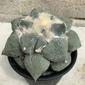 22・変疣青磁牡丹・サボテン 多肉植物 アリオカルプス 