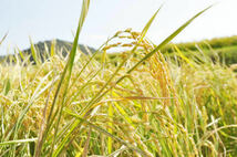 2021年産 新米 キヌヒカリ 玄米（白米可）30㎏　減農薬有機肥料栽培です。　ご希望があれば精米もしますよ。_画像2