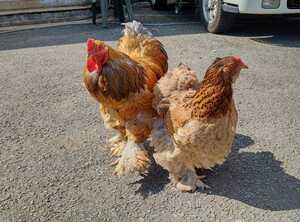 希少(茶系)ブラマ鶏有精卵５個＋有精卵保証付き＋送料無料。