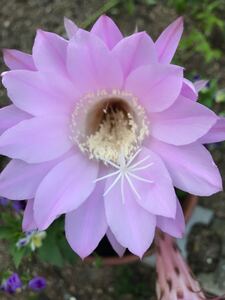 サボテン 花盛丸 2球