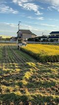 令和3年産　ミネアサヒ　10Kg 玄米　低農薬、減農薬栽培_画像5