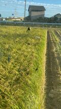 令和3年産　ミネアサヒ　10Kg 玄米　低農薬、減農薬栽培_画像4