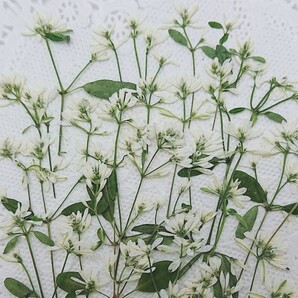 *押し花素材*ユーフォルビア