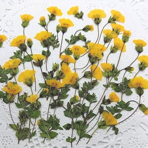 押し花素材 * メカルドニア *
