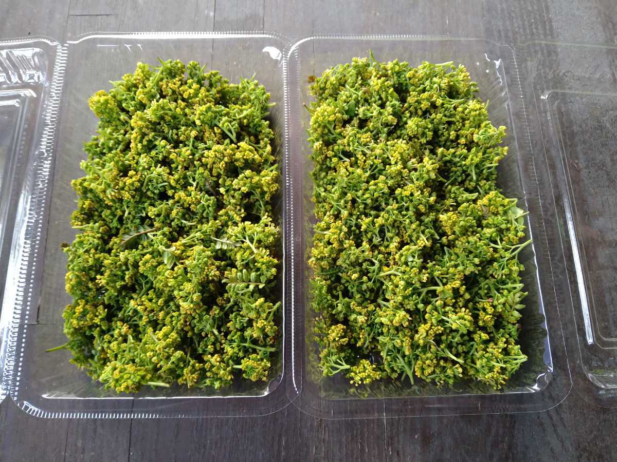 おすすめ】 ムラーノ様専用秋田県産花山椒160gA品 送料冷蔵代込みの