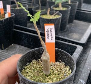 【Seeds 10】Boswellia neglecta /ボスウェリア ネグレクタ 種子 10粒