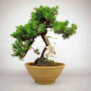 杜松 としょう Juniperus rigida トショウ ”シャリ” ヒノキ科 常緑針葉樹 観賞用 盆栽 現品