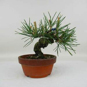 黒松 Pinus thunbergii くろまつ Black Pine クロマツ 根上り マツ科 常緑樹 観賞用 盆栽 小品 現品