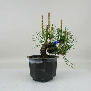 黒松 Pinus thunbergii くろまつ Black Pine クロマツ 根上り マツ科 常緑樹 観賞用 盆栽 小品 現品