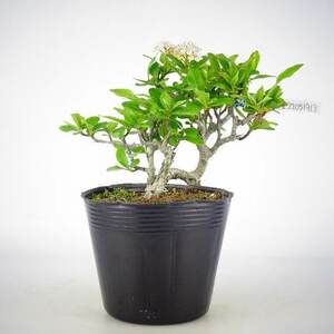 ピラカンサ Pyracantha 花物 実物 バラ科 常緑樹 観賞用 盆栽 小品 現品