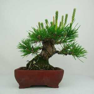 黒松 Pinus thunbergii くろまつ Black Pine クロマツ 根上り マツ科 常緑樹 観賞用 盆栽 現品