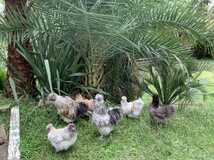 多産系 烏骨鶏（アメリカンシルキー）の有精卵15個_画像4