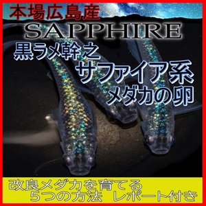 広島産 黒ラメ幹之サファイア系 めだか 卵30個 みゆき 卵 メダカ最高級 ブルーラメ　背鰭あり