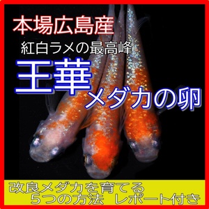 広島産 王華 めだか卵30個 紅白ラメ 体外光 最高級 メダカ