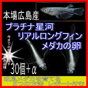 広島産 プラチナ星河リアルロングフィン めだか卵30個 改良 メダカ 人気最高級　超美個体 親群