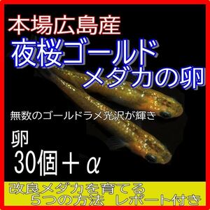 広島産 夜桜ゴールド めだか卵30個 黄金 ラメ 改良 メダカ 金色 最高級　超美個体 親群