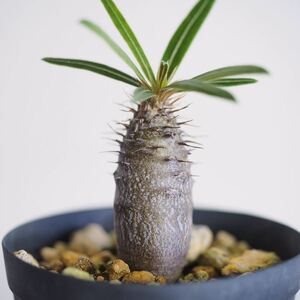 Pachypodium gracilius①パキポディウム グラキリス【国内実生】コーデックス 珍奇植物 ビザールプランツ