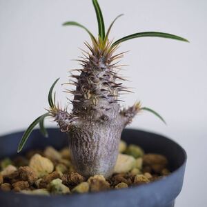 Pachypodium gracilius③パキポディウム グラキリス【国内実生】コーデックス 珍奇植物 ビザールプランツ