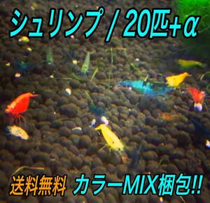 20匹 カラー MIX梱包 ミナミヌマエビ __ アクアリウム シュリンプ メダカ 赤 金魚 チェリー ヌマエビ 生体　＿