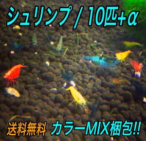 10匹 カラー MIX梱包 ミナミヌマエビ __ アクアリウム シュリンプ メダカ 赤 金魚 チェリー ヌマエビ 生体　。」
