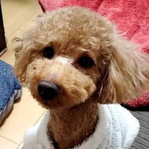 ぷっちゃん様専用(*´ω`*)